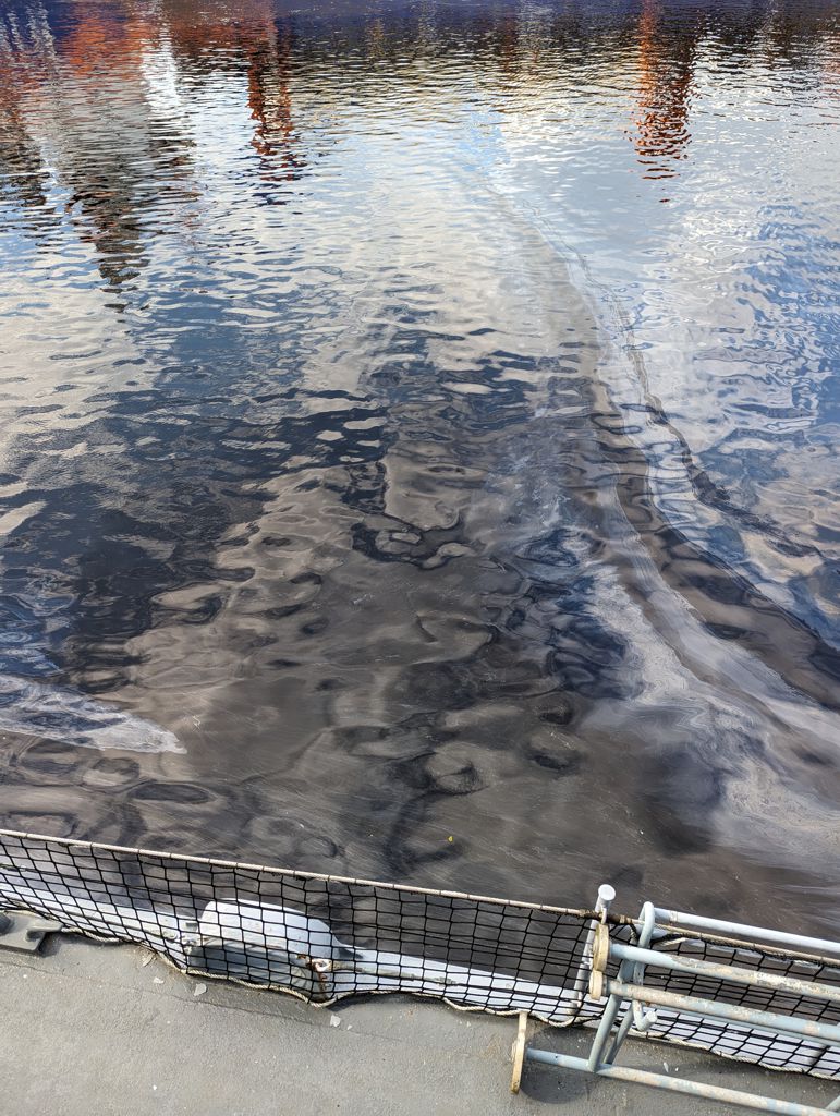 Weiteres Bild mit einem auf dem Wasser treibendem Ölfilm!